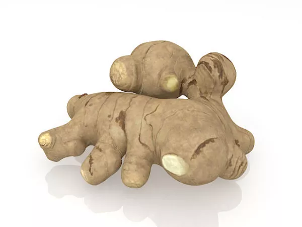 Fresh Ginger 3d model Fresh Ginger 3d model
