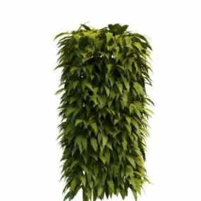 Garden Hedge Plants 3d model