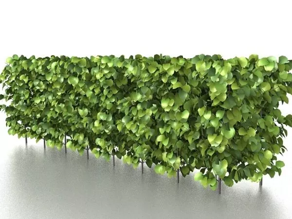 Vertical Hedges 3d model
