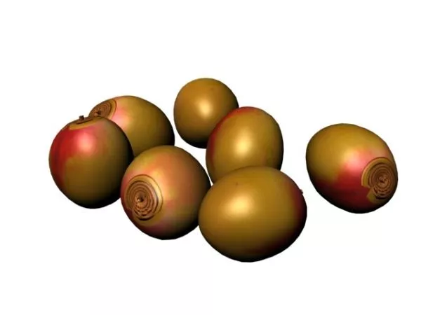 Calabash 3d model