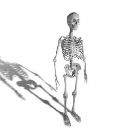 Anatomy Adult Human Skeleton 3d model