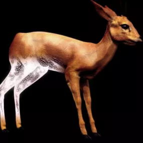 Animal Africa Oribi 3d model