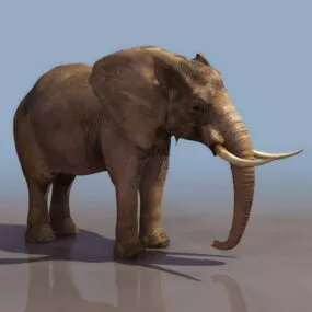 Animal African Forest Elephant 3d model