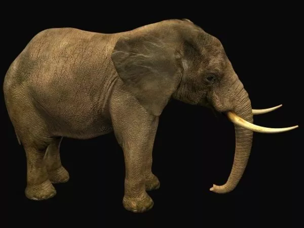 Elephant In Jungle 3d model