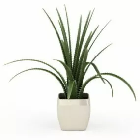Aloe Vera Pot 3d model