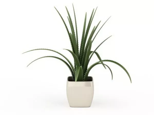 Aloe Vera Pot 3d model Aloe Vera Pot 3d model
