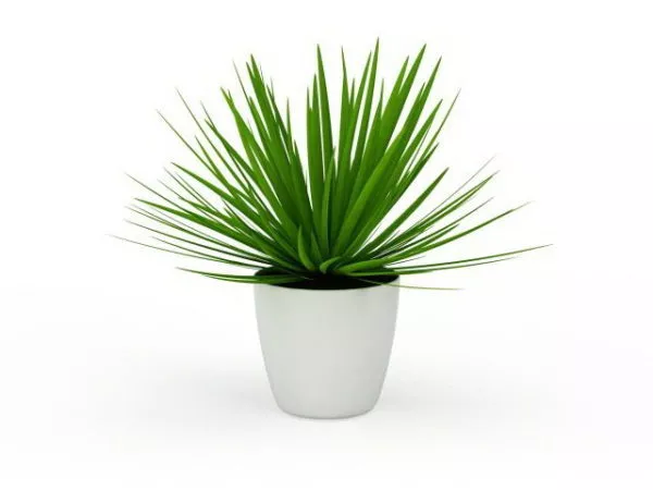 Indoor Potted Aloe Vera Plant 3d model Indoor Potted Aloe Vera Plant 3d model