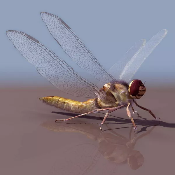 Animation Dragonfly Lowpoly 3d model
