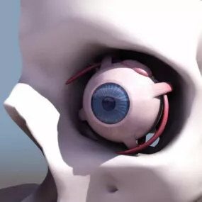 Anatomy Human Eye 3d model