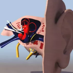 Anatomy Human Ear 3d model