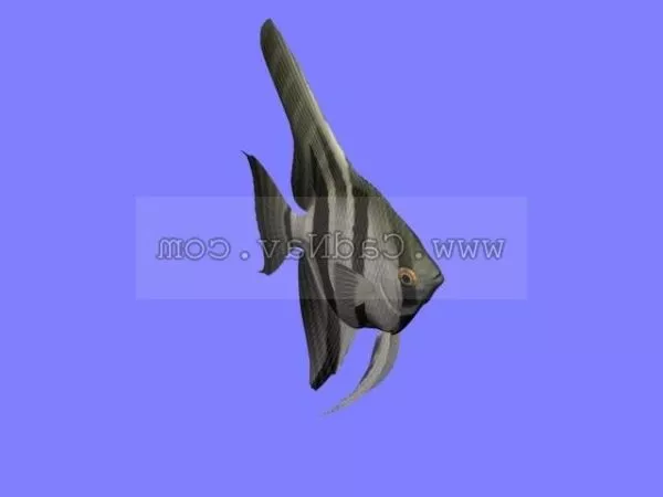 Betta Fish 3d model