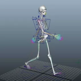 Animated Female Skeleton Rigged 3d model