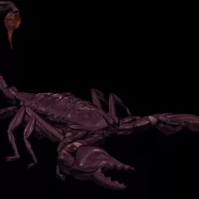 Animal Arachnida Scorpion 3d model