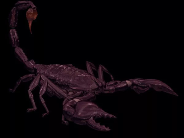 Animal Arachnida Scorpion 3d model Animal Arachnida Scorpion 3d model