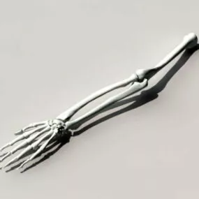 Arm Skeleton 3d model