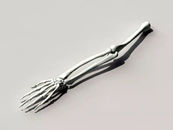 Arm Skeleton 3d model Arm Skeleton 3d model