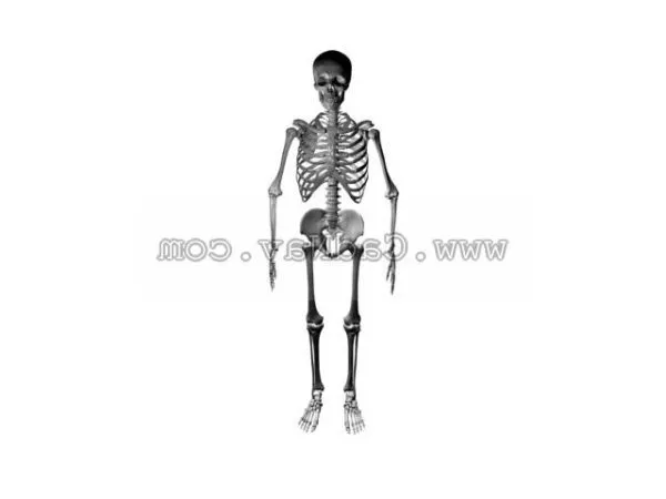 Artificial Human Skeleton Anatomy 3d model Artificial Human Skeleton Anatomy 3d model