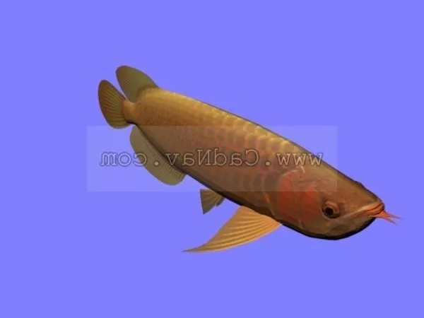 Animal Asia Arowana Fish 3d model Animal Asia Arowana Fish 3d model