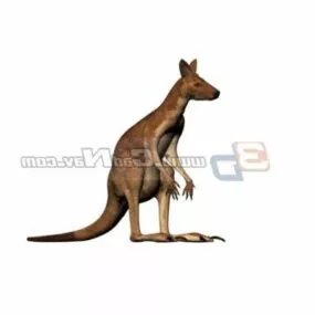 Animal Australian Kangaroo 3d model