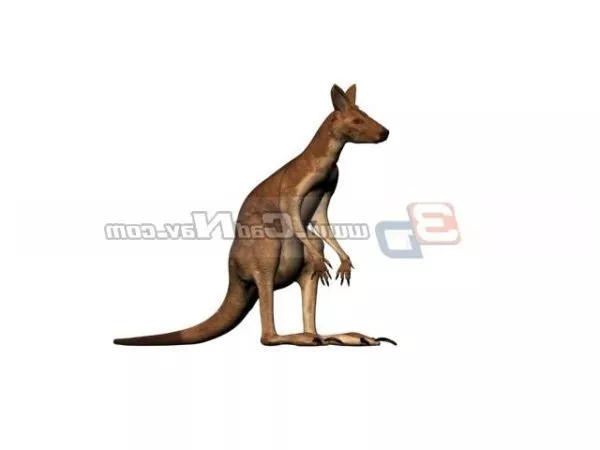 Australian Wild Kangaroo 3d model