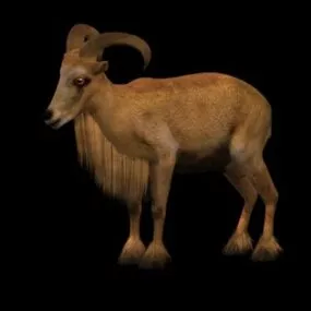 Wild Barbary Sheep 3d model