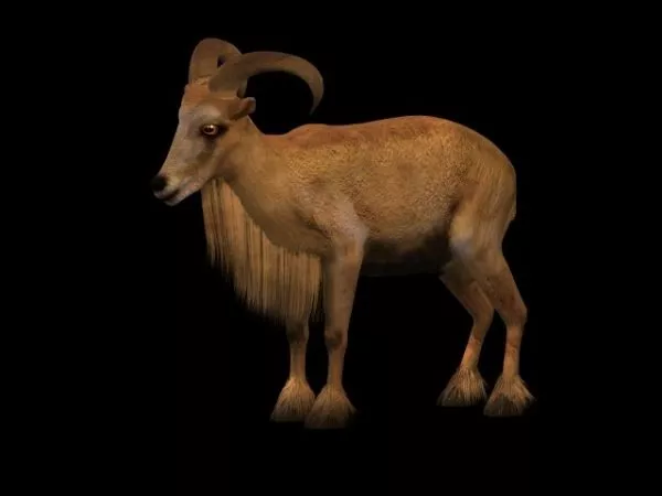 Wild Barbary Sheep 3d model Wild Barbary Sheep 3d model