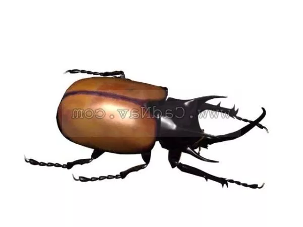 Fly Insect 3d model