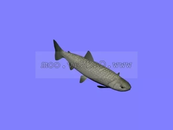 Dolly Varden Trout Fish 3d model