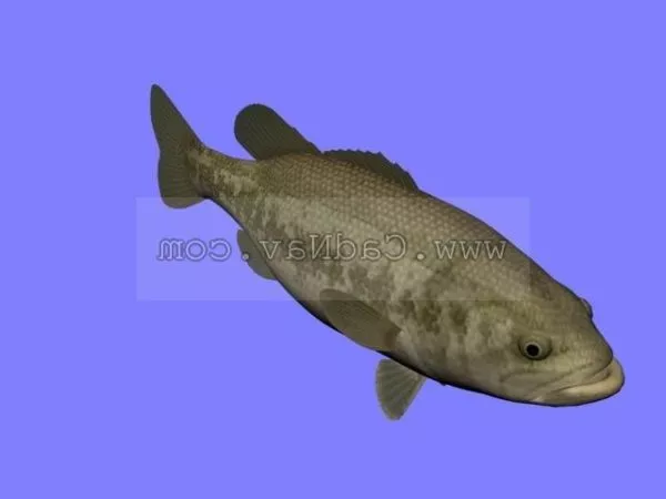 Lowpoly Sea Fish 3d model