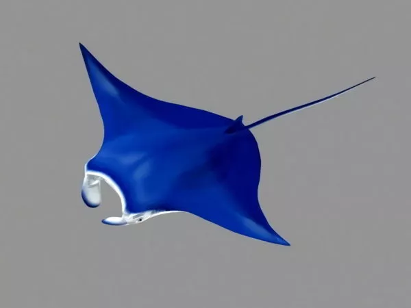 Animal Blue Manta Ray 3d model Animal Blue Manta Ray 3d model