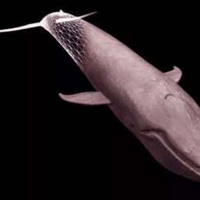 Wild Blue Whale 3d model