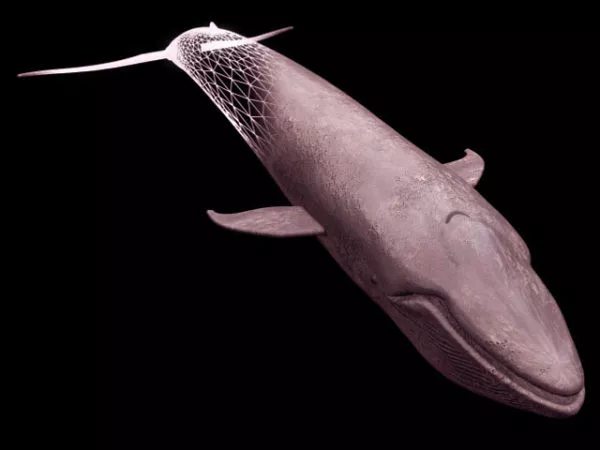 River Fish 3d model