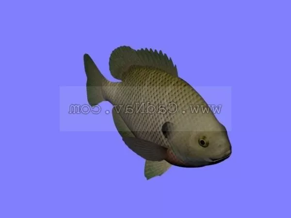 Swordfish Animal 3d model