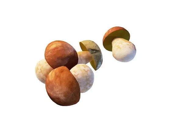 Boletus Edulis Fruit 3d model Boletus Edulis Fruit 3d model