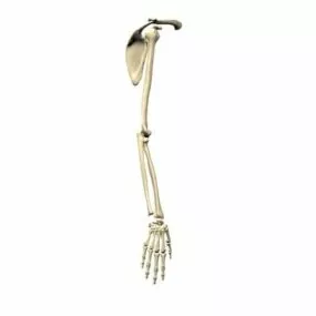 Anatomy Bones Of Upper Limb 3d model