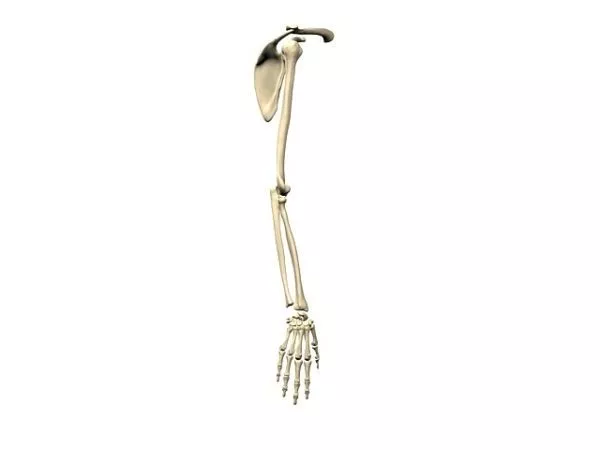 Anatomy Bones Of Upper Limb 3d model Anatomy Bones Of Upper Limb 3d model