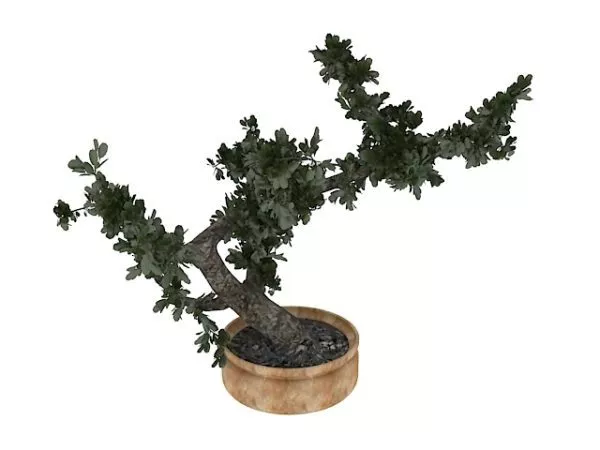 Indoor Bonsai Tree 3d model Indoor Bonsai Tree 3d model