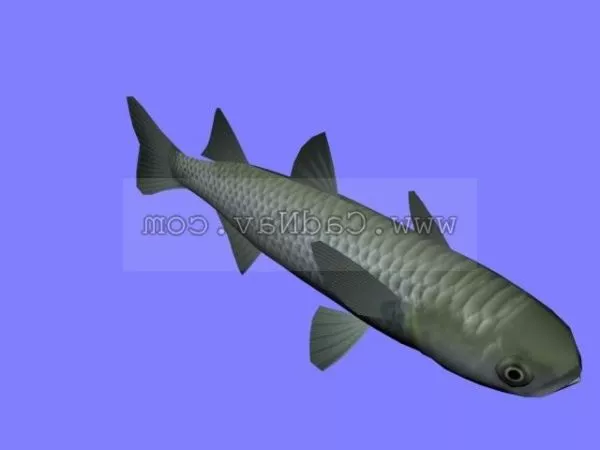 Bluegill Fish 3d model
