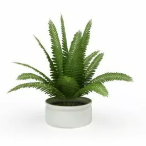 Boston Fern Indoor House Plant 3d model