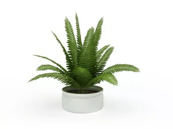 Boston Fern Indoor House Plant Free 3d Model - .Max, .Vray - Open3dModel