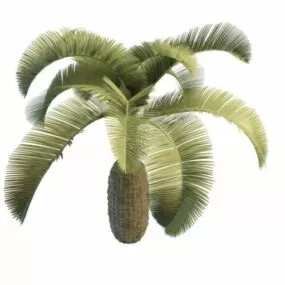 Bottle Palm 3d model