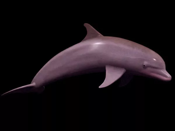 Wild Bottlenose Dolphin 3d model Wild Bottlenose Dolphin 3d model