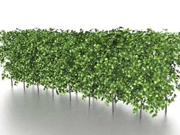 Cubic Hedges 3d model