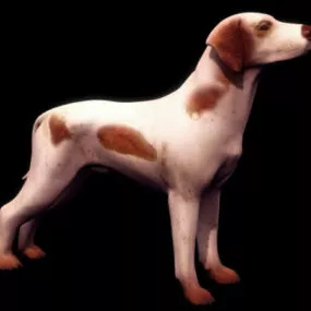 Wild Bracco Italiano Dog 3d model