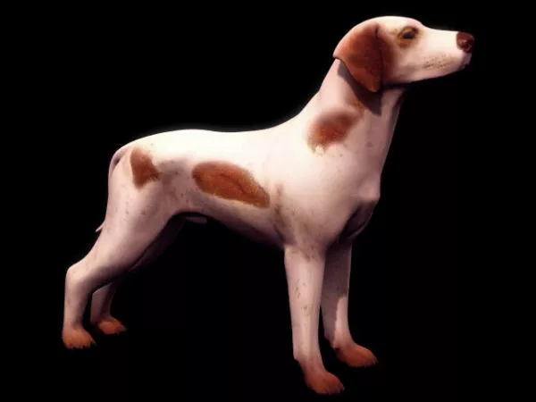 Realistic Boxer Dog 3d model