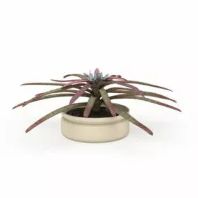 Potted Neoregelia Plant 3d model
