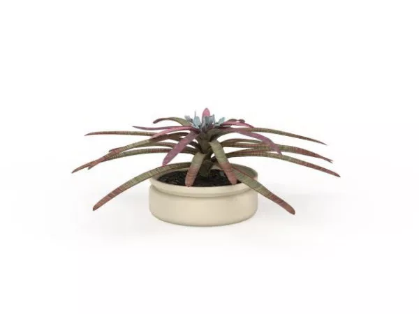 Potted Neoregelia Plant 3d model Potted Neoregelia Plant 3d model