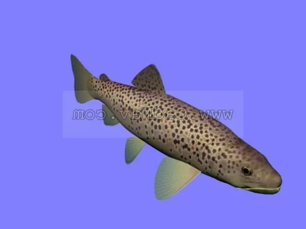 Pearl Gourami Sea Fish 3d model