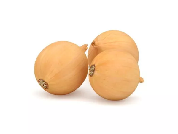 Nature Brown Onion 3d model Nature Brown Onion 3d model