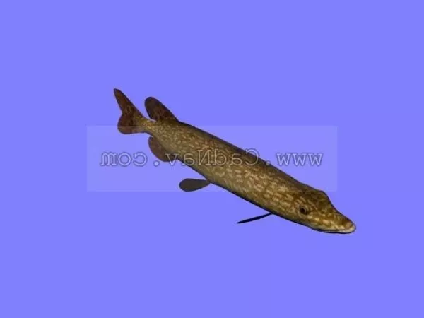 Bluegill Fish 3d model